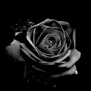 Meet your Posher, Tamaru